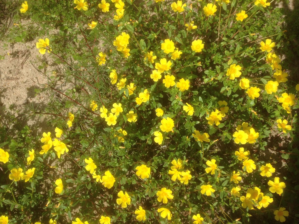 Flores natural do campo