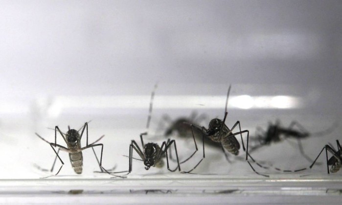 Mosquitos da dengue em laboratório da FioCruz - Custódio Coimbra - Agência O Globo