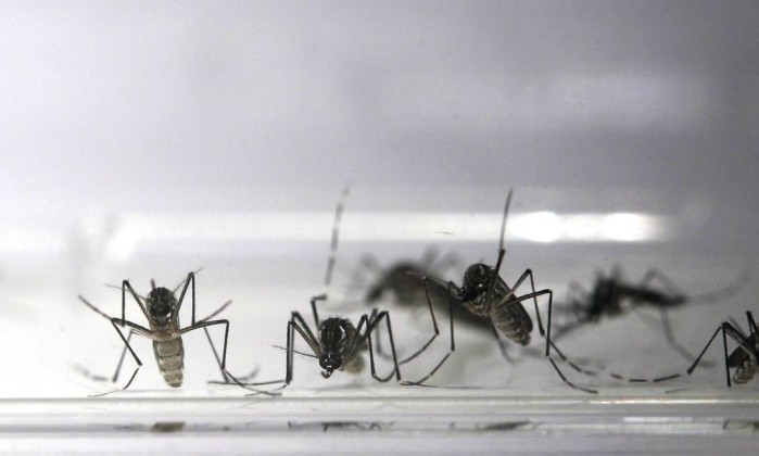 Dengue 1 SAÚDE – NOTICIA BOA! BOA PARA QUEM? PARA OS LABORATORIOS? Mosquitos da dengue em laboratório da FioCruz - Custódio Coimbra - Agência O Globo