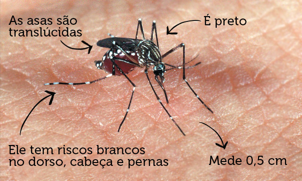 O Aedes aegypti - nome que significa "odioso do Egito" - é combatido no país desde o início do século passado.