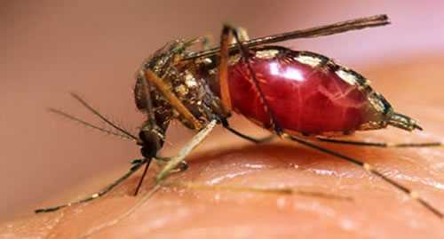 Mosquito da Dengue1 2 SAÚDE – NOTICIA BOA! BOA PARA QUEM? PARA OS LABORATORIOS? Mosquitos da dengue em laboratório da FioCruz - Custódio Coimbra - Agência O Globo