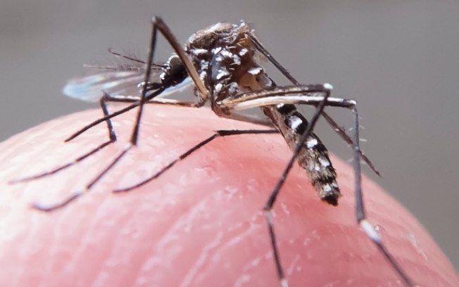 Segundo OMS, realização dos Jogos Olímpicos não vai influenciar na propagação do zika vírus