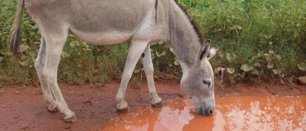  Antes usados para transporte, animais foram substituídos por motos e ficam abandonados em cidades do interior. 