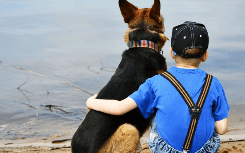 Por que os cães vivem menos (e melhor) que as pessoas? Veja a resposta de uma criança de 6 anos 