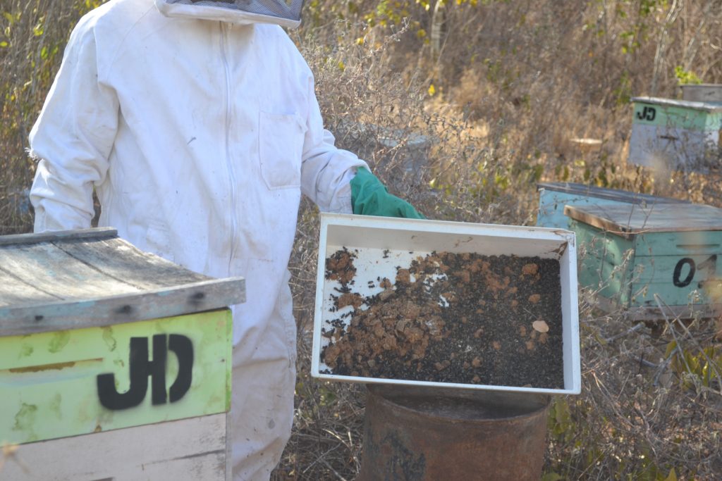 Abelhas 1 MONTE SANTO/BA - CRIME ECOLÓGICO CAUSA GRANDE MISTÉRIO AOS MORADORES Abelhas 1