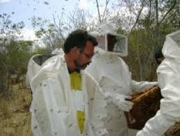 Abelhas 3 MONTE SANTO/BA - CRIME ECOLÓGICO CAUSA GRANDE MISTÉRIO AOS MORADORES Abelhas 3