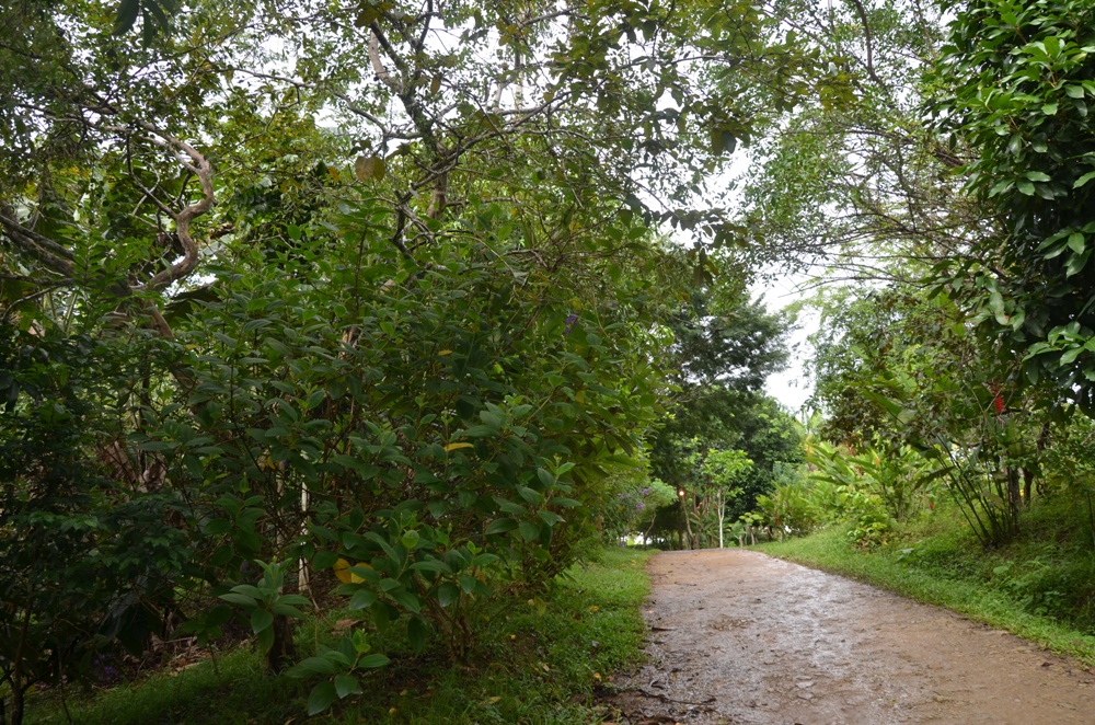 Incra 1 INCRA/BA - O ASSENTAMENTO TERRA VIATA LANÇA PROGRAMA DE 400 MIL HESTARES DE SISTEMAS AGROFLORESTAIS Incra 1
