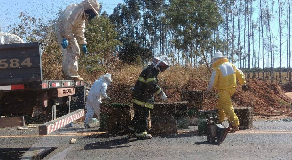 Abelha 1 ACIDENTE COM CAMINHÃO QUE TRASPORTAVA ABELHAS - MAIS DE 1 MILHÃO FICARAM SOLTAS NA RODOVIA Abelha 1