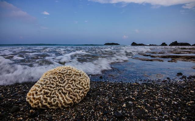 Coral cérebro