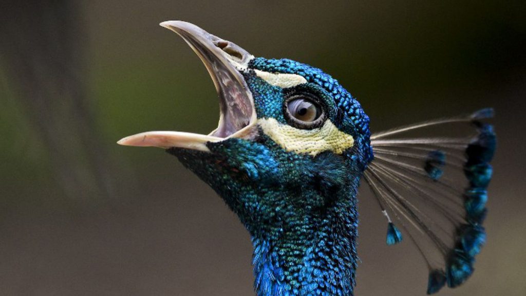 Falcapa AVES EXÓTICAS - CONHEÇA 4 QUE VOCÊ PODE CRIAR Falcapa