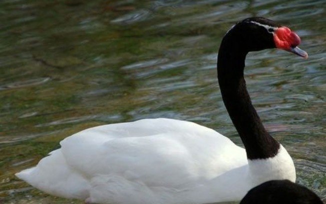 Falcisne AVES EXÓTICAS - CONHEÇA 4 QUE VOCÊ PODE CRIAR Falcisne