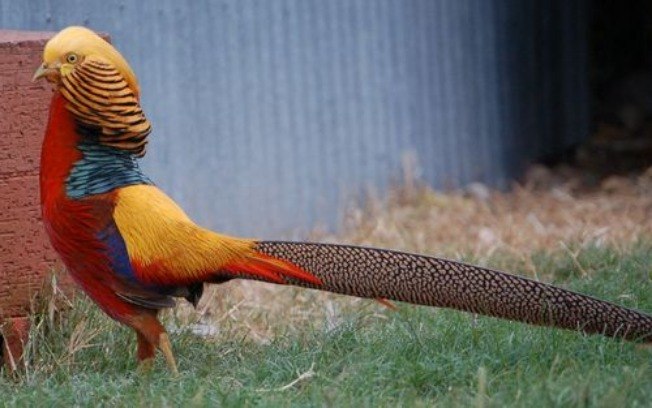 Falisão AVES EXÓTICAS - CONHEÇA 4 QUE VOCÊ PODE CRIAR Falisão