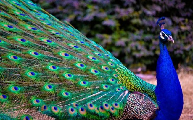 Falpav AVES EXÓTICAS - CONHEÇA 4 QUE VOCÊ PODE CRIAR Falpav