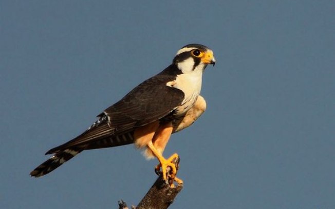 falcão AVES EXÓTICAS - CONHEÇA 4 QUE VOCÊ PODE CRIAR falcão