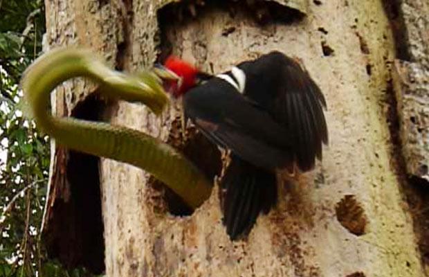 picapau vs cobra