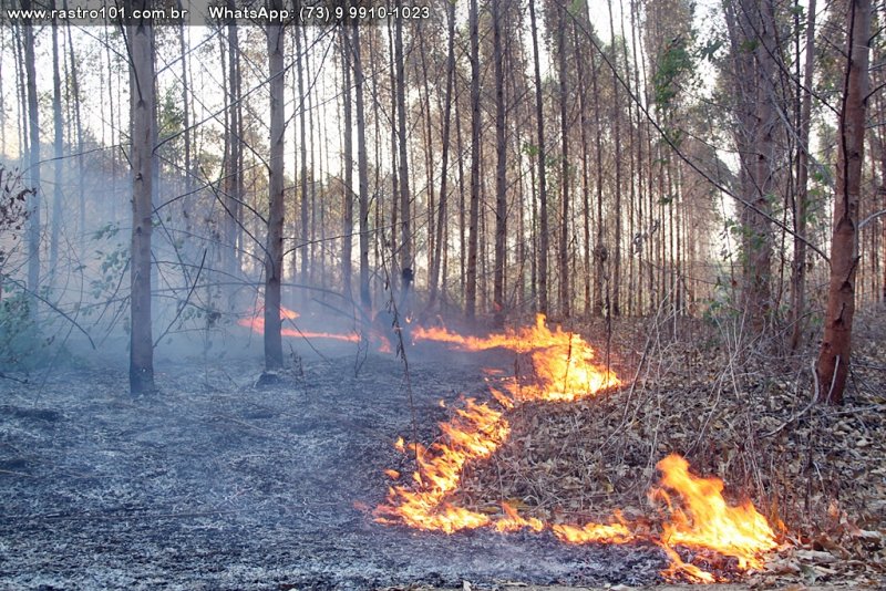101 1 ITAGIMIRIM BAHIA - INCÊNDIO ATINGE ÁREA RURAL - AVIÃO TENTA COMBATER AS CHAMAS 101 1