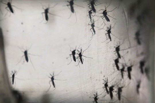 DENG 1 DENGUE, ZICA e CHIKUNGUNYA INFESTAM O PAÍS - QUASE TRÊS MIL MUNICÍPIOS DO SERTÃO DA BAHIA CORREM RISCO DE SURTO DAS DOENÇAS DENG 1