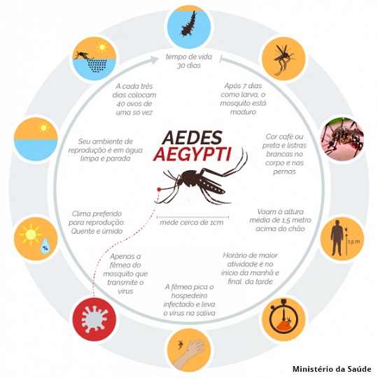DENG 2 DENGUE, ZICA e CHIKUNGUNYA INFESTAM O PAÍS - QUASE TRÊS MIL MUNICÍPIOS DO SERTÃO DA BAHIA CORREM RISCO DE SURTO DAS DOENÇAS DENG 2