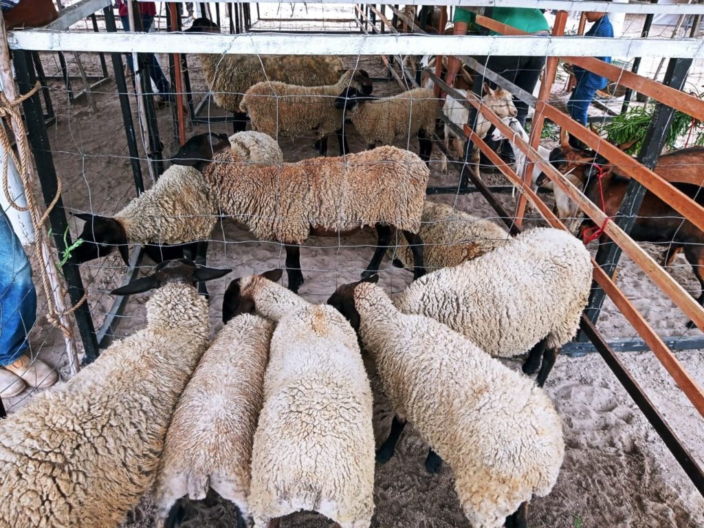 Feira 11