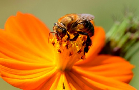 abelha 1
