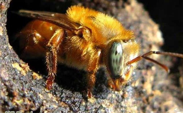 abelha 4
