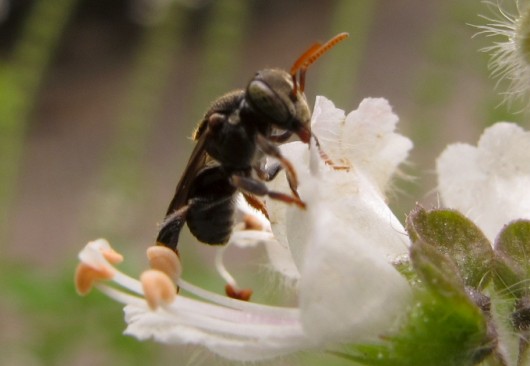 abelha 5