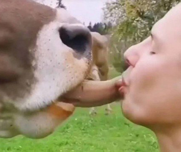 beijo vaca