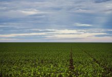 Brasnorte, MT, Brasil: Área de plantação de soja próxima ao município de Brasnorte, noroeste do Mato Grosso.