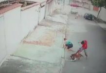 Ataque de Pitbull