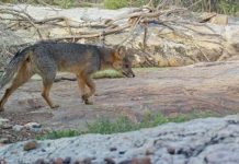 Mulher morre após ser mordida por raposa